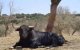 Man gewond door ontsnapte stier in El Jadida