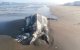 Reuze lederschildpad aangespoeld op strand Tetouan