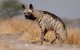 Vrouw Marokkaanse minister gearresteerd na kopen hyena voor zwarte magie