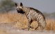 Vrouw Marokkaanse minister gearresteerd na kopen hyena voor zwarte magie