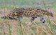 Wandelaar ontmoet 'uitgestorven' Serval in de Marokkaanse Atlas 