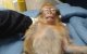 Politie gebruikt Taser tegen aapje uit Marokko