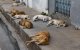 Eindelijk een asiel voor zwerfhonden in Casablanca