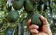 Recordoogst voor Marokkaanse avocado