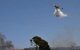 Bosbrand Al Hoceima na 3,7 hectare onder controle