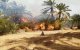 Branden in palmentuinen Errachidia en Tanger