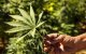Marokko's cannabisboeren komen uit de schaduw