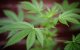Marokko: regeringsraad keurt cannabiswet goed