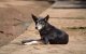 Hondsdolheid bij hond uit Marokko in Melilla