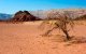 Marokko-Israël: oprichting centrum voor woestijnlandbouw