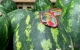 Dramatische daling Marokkaanse watermeloenexport naar Spanje