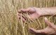 Graanoogst met 67% gedaald in Marokko