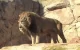 Hittegolf: dieren in dierentuin Rabat onder toezicht (reportage)