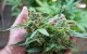 Marokko: drugsbaronnen profiteren van legalisering cannabisteelt
