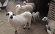 Eid ul-Adha: verkoop van schapen verboden in Marokko?