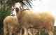 Melilla: politieke rel over importverbod op Marokkaanse schapen