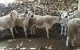 Prijs schaap: zullen Marokkanen Eid ul-Adha vieren?
