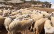 Eid ul-Adha: drijven wereld-Marokkanen prijs schapen op?