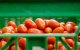 Europese import van Marokkaanse tomaten opgeschort?