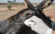 Barbaarse daad: poten ezel afgehakt in Marokko