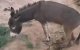 Ezel verminkt in Marokko, beul vervolgd (video)
