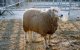 Eid ul-Adha: moslims België offeren minder schapen