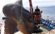 Gigantische vis ontdekt in Noord-Marokko (video)