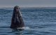Walvis verdwaalt na te zijn gespot in Marokko