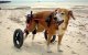 Primeur in Tanger: gehandicapte honden met rolstoel op strand