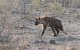 Celstraf voor doden hyena in Marokko