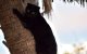 Brandweer Casablanca zet zich in om kat te redden (video)