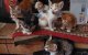 Marokkaanse katten zoeken gezin in Verenigd Koninkrijk