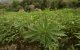 Droogte in Marokko kan prijsstijging cannabis veroorzaken