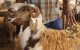 Eid ul-Adha: schapen vetgemest met uitwerpselen pluimvee