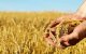 Marokko verliest 79% graanproductie