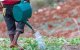 Marokko helpt Jamaica met landbouw