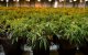 Marokko: grote stap vooruit na legalisering cannabis