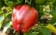 Marokkaanse paprika's uit schappen gehaald in Europa