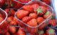 Marokkaanse aardbeien populairder dan ooit in Japan