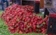 Besmette Marokkaanse aardbeien vernietigd in Spanje