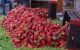 Besmette Marokkaanse aardbeien vernietigd in Spanje