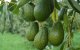 Marokkaanse avocado doet prijzen in Europa fors dalen