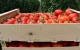 Marokkaanse tomaat: Spaanse producenten onder druk