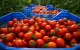 Klacht tegen Carrefour wegens tomaten uit Marokkaanse Sahara