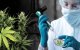 Israëlische investeerders tonen interesse in Marokkaanse cannabisindustrie