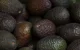 Marokko vestigt nieuw exportrecord van avocado's