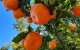 Zorgwekkende daling Marokkaanse fruitexport naar Rusland