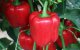 Giftige paprika's in Europa: Marokko ter verantwoording geroepen