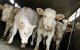 Eid ul-Adha: Marokkaanse regering moedigt invoer van runderen aan