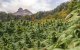 Marokko geeft invoervergunning voor cannabiszaden